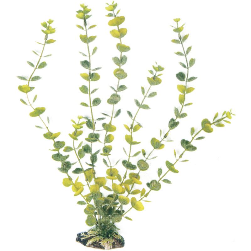 Pianta Acquario Classic Rotala MD 1247